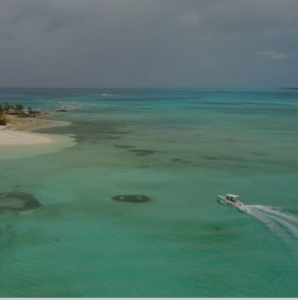 Iguana débarquant sur une île