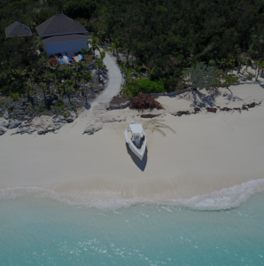 Iguana sur une île